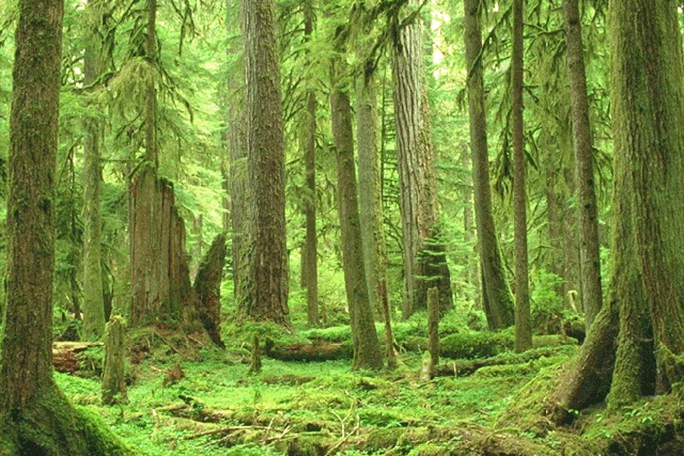 Ormanların korunması için birlikte hareket edilmelidir